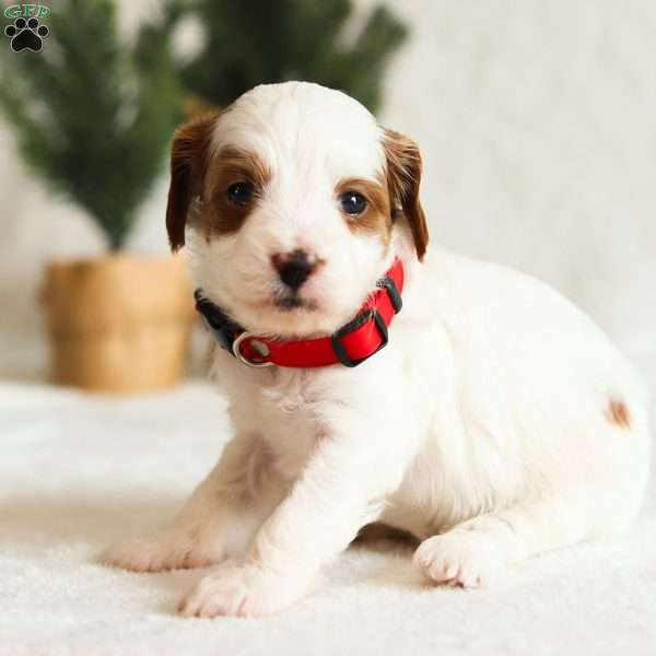 Daisy F1B, Cavapoo Puppy